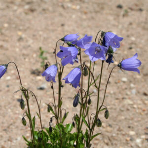 Campanula cochleariifolia 'Bavaria Blue' - Niedliche Glockenblume