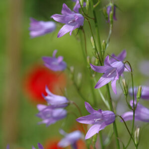 Campanula rapunculus - Rapunzel- Glockenblume