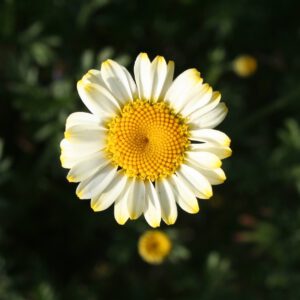 Anthemis tinctoria 'Sonnenkranz'