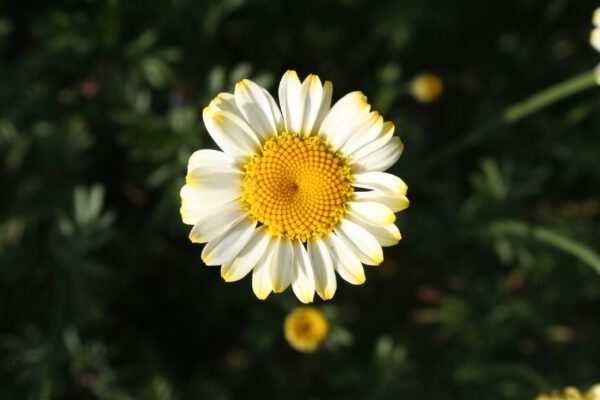 Anthemis tinctoria 'Sonnenkranz'