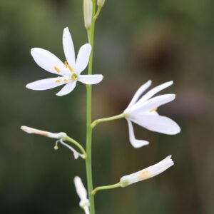 Anthericum liliago 2