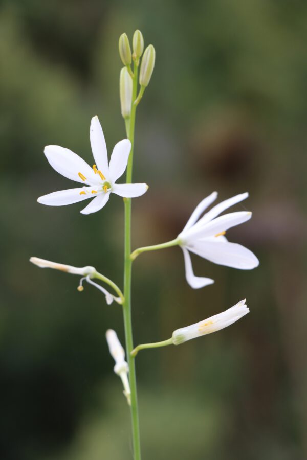 Anthericum liliago 2