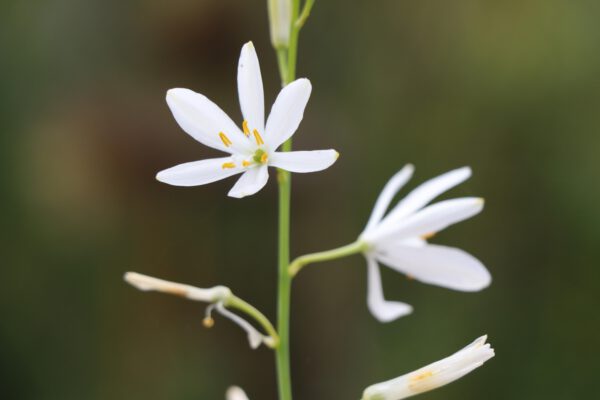 Anthericum liliago