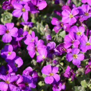 Aubrieta x cultorum Cascade Purpur