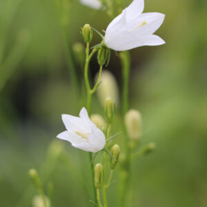 Campanula rotundifolia 'White Gem'