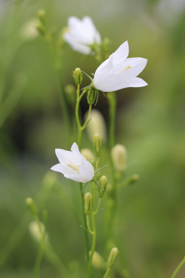 Campanula rotundifolia 'White Gem'