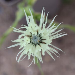 Centaurea cheiranthifolia geschlossen