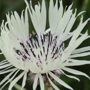 Centaurea cheiranthifolia