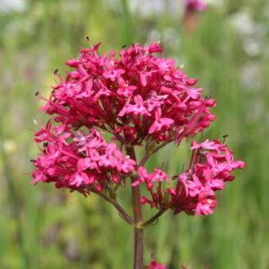 Centrathus ruber var coccineum - Spornblume