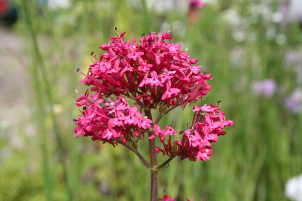 Centrathus ruber var coccineum - Spornblume
