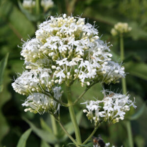 Centranthus ruber 'Albus' - Weißblühende Spornblume