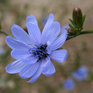 Cichorium intybus var. intybus - Wegwarte/Zichorie