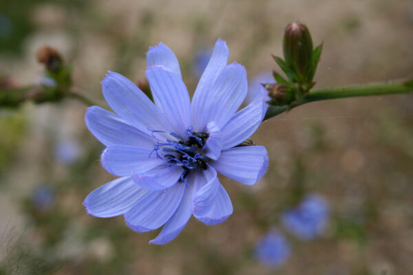 Cichorium intybus var. intybus - Wegwarte/Zichorie