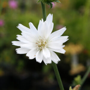 Cichorium intybus 'Rapa's Choice' - Wegwarte 'Rapa's Choice'