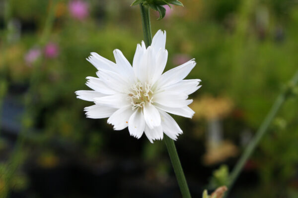 Cichorium intybus 'Rapa's Choice' - Wegwarte 'Rapa's Choice'