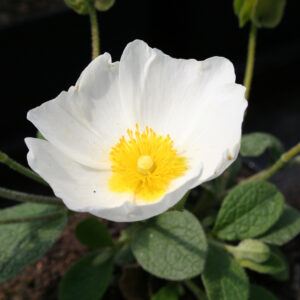 Cistus albanicus - Albanische Zistrose