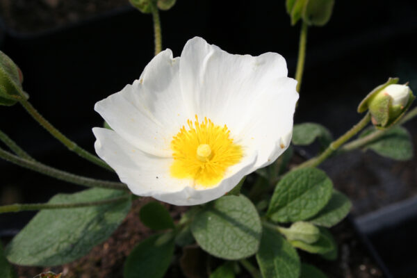 Cistus albanicus - Albanische Zistrose