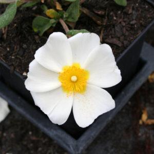 Cistus albanicus - Albanische Zistrose