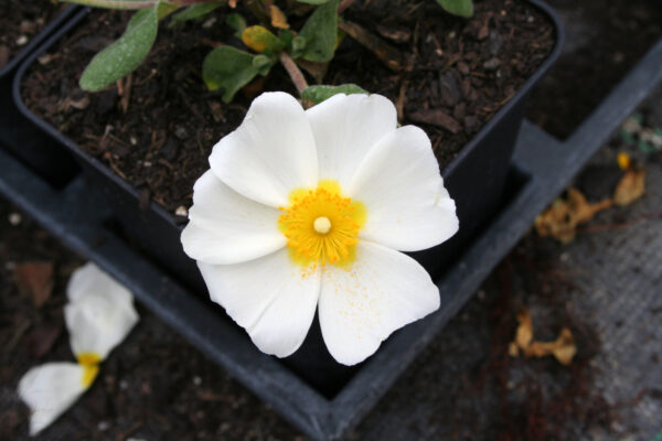 Cistus albanicus - Albanische Zistrose