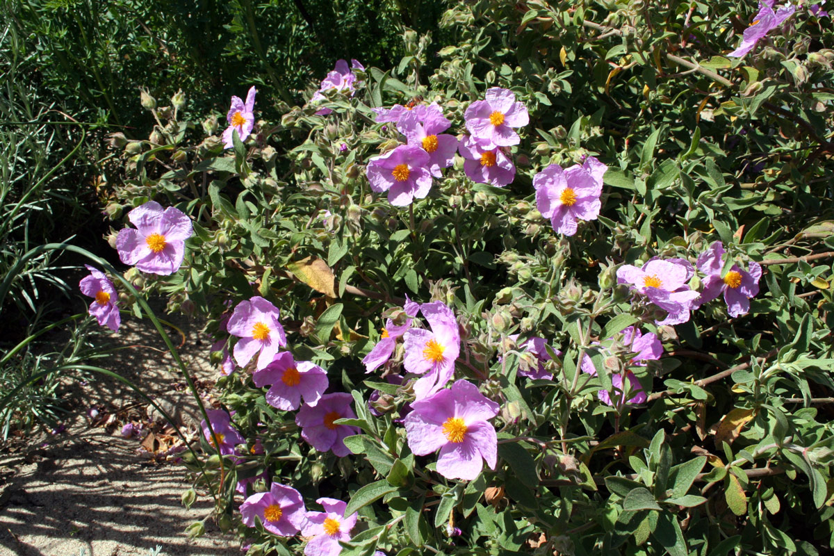 Cistus argenteus ‚Silver Pink‘ Zistrose ‚Silver Pink‘ Gärtnerei Moos