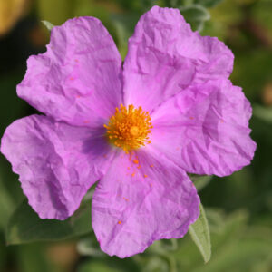 Cistus argenteus 'Silver Pink' - Zistrose 'Silver Pink'