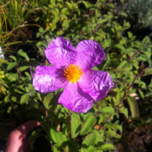 Cistus incanus ssp. tauricus - Cistrose