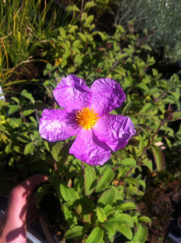 Cistus incanus ssp. tauricus - Cistrose