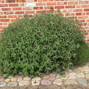 Cistus incanus ssp. tauricus - Cistrose