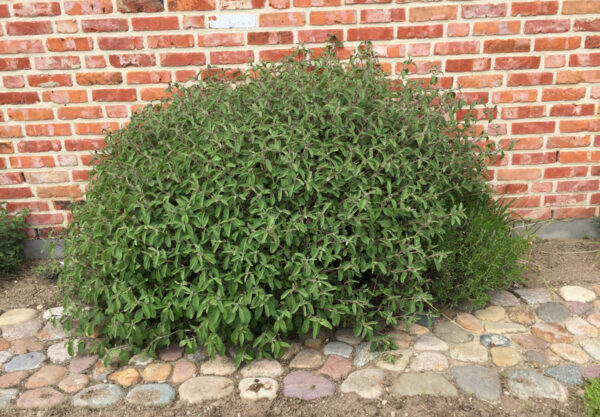 Cistus incanus ssp. tauricus - Cistrose