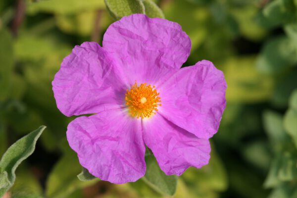 Cistus x lenis 'Grayswood Pink'- Zistrose 'Grayswood Pink'
