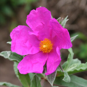 Cistus pulverulentus - Zistrose