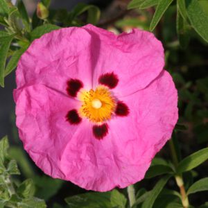 Cistus x purpureus 'Brilliancy' - Purpur-Zistrose 'Brilliancy'