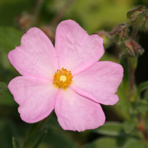 Cistus x skanbergii - Zistrose