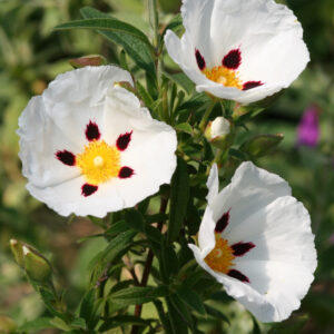 Cistus x verguinii - Zistrose