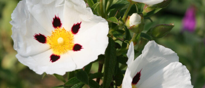 0186-cistus-x-verguinii Cistus x verguinii - Zistrose