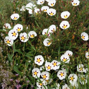 Cistus x verguinii - Zistrose
