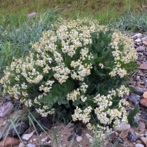 Crambe maritima - Meerkohl