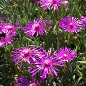 Delosperma cooperi - Rote Mittagsblume
