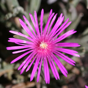 Delosperma cooperi - Rote Mittagsblume