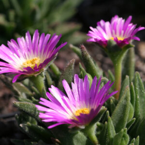 Delosperma sutherlandii - Transvaal-Mittagsblume