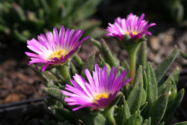 Delosperma sutherlandii - Transvaal-Mittagsblume