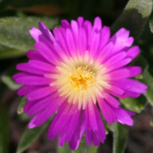 Delosperma sutherlandii - Transvaal-Mittagsblume