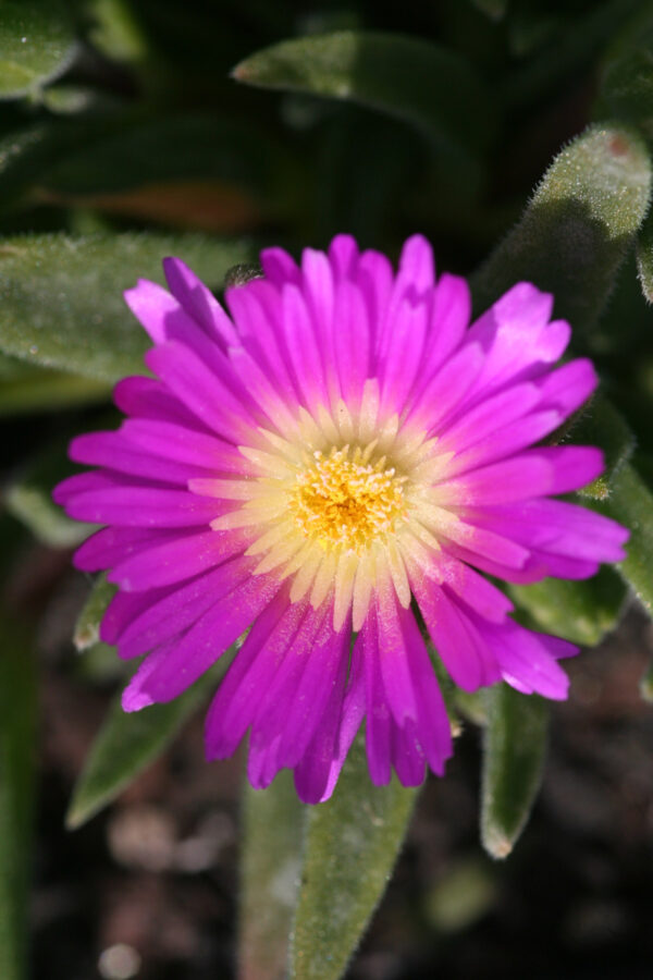 Delosperma sutherlandii - Transvaal-Mittagsblume