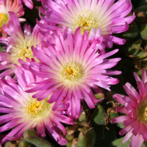Delosperma sutherlandii 'Peach Star' - Transvaal-Mittagsblume 'Peach Star'