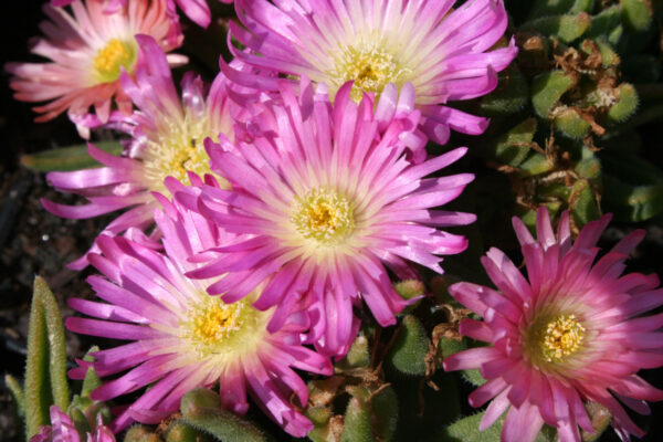 Delosperma sutherlandii 'Peach Star' - Transvaal-Mittagsblume 'Peach Star'