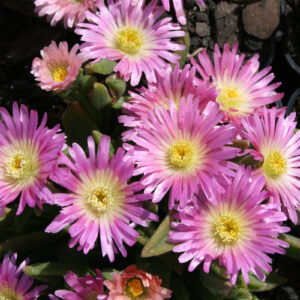 Delosperma sutherlandii 'Peach Star' - Transvaal-Mittagsblume 'Peach Star'