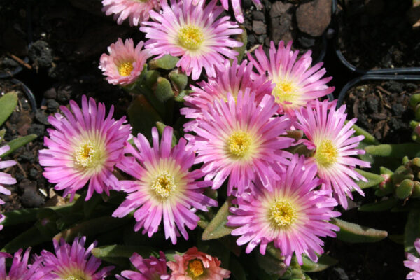 Delosperma sutherlandii 'Peach Star' - Transvaal-Mittagsblume 'Peach Star'