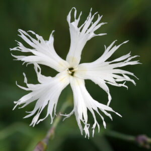 Dianthus arenarius f. nanus 'Little Maiden' - Sand-Nelke