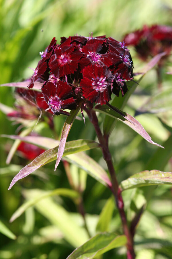 Dianthus barbatus 'Nigrescens' - Bart-Nelke 'Nigrescens' – Bild 2