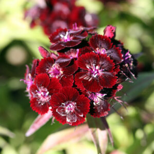 Dianthus barbatus 'Nigrescens' - Bart-Nelke 'Nigrescens'